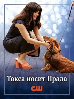 Лапы в городе