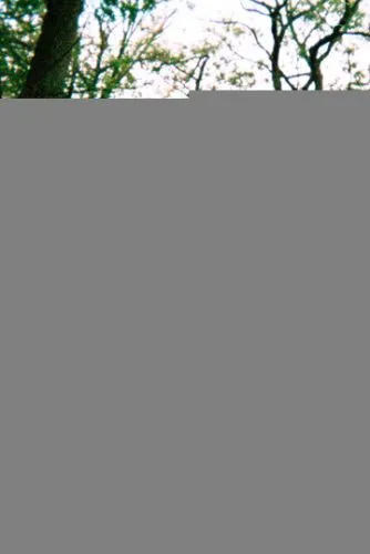 Власть в ночном городе. Книга третья: Юность Кэнена